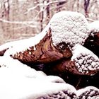 Winter im Wald