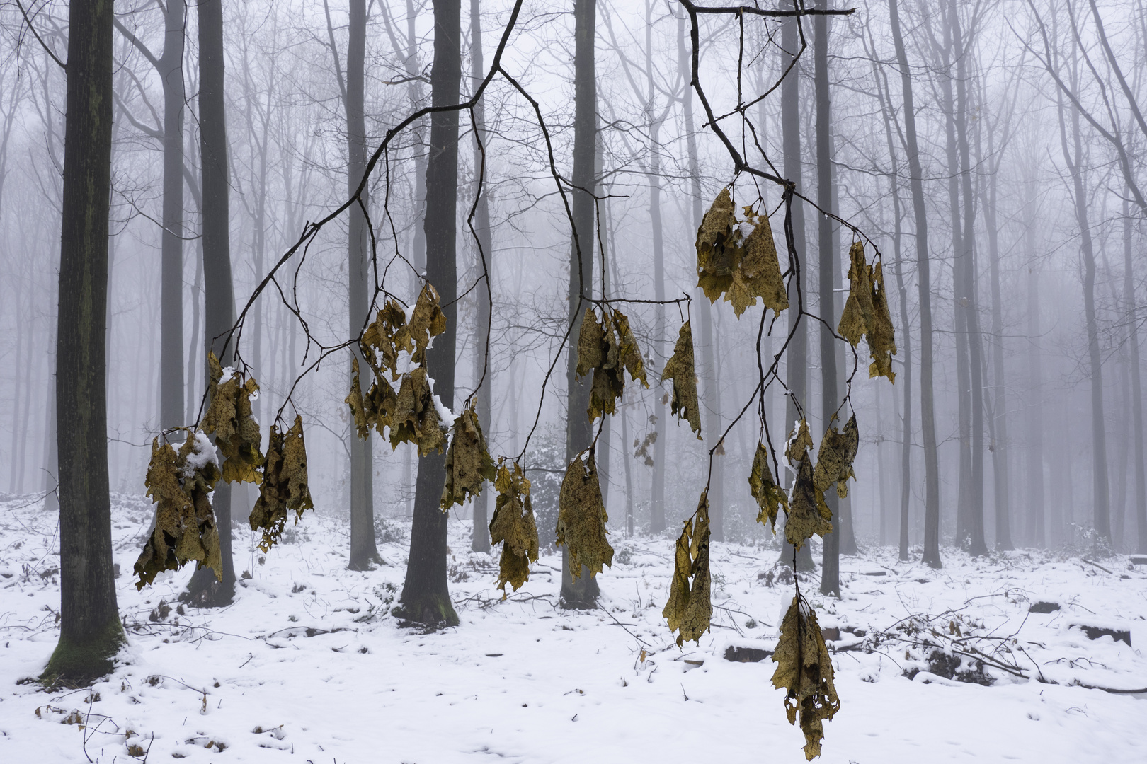 Winter Im Wald 