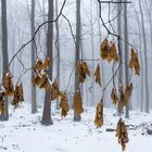 Winter Im Wald 