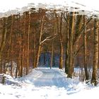 Winter im Wald