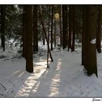 Winter im Wald