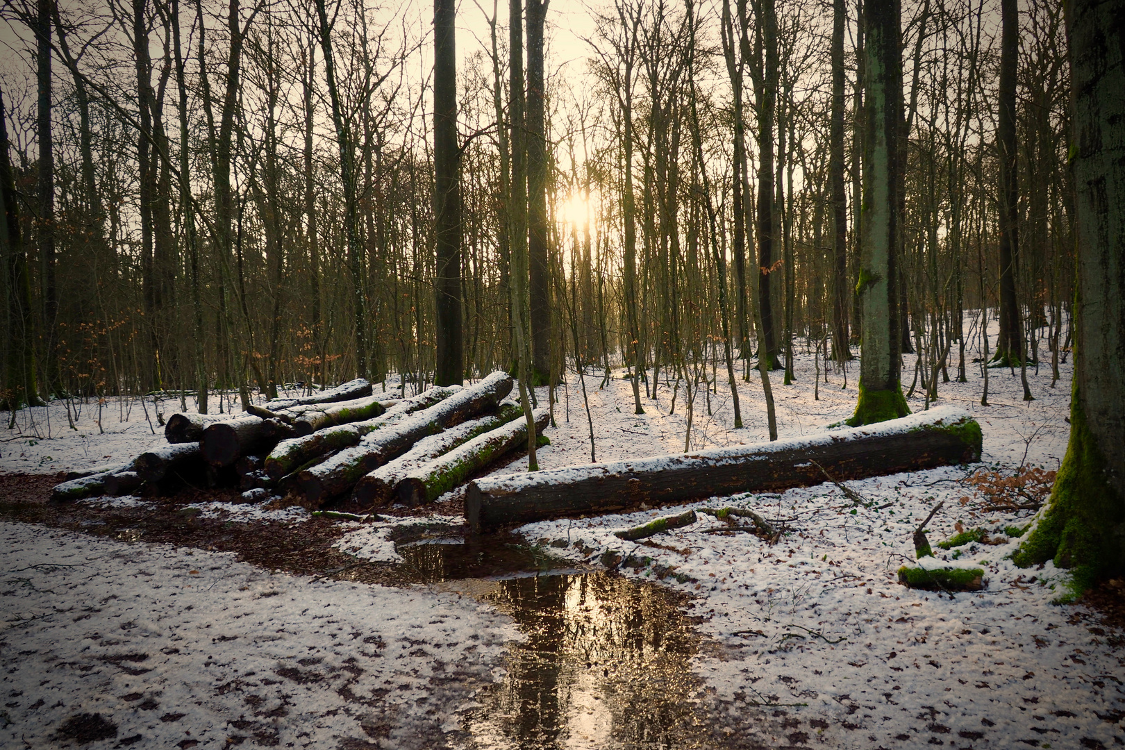 Winter im Wald