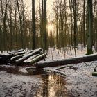 Winter im Wald