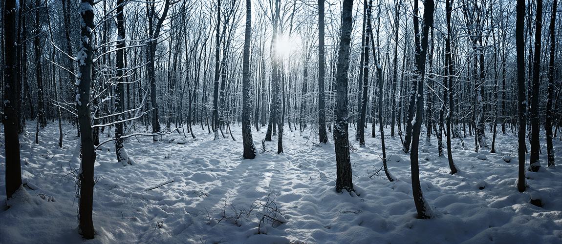 Winter im Wald