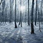 Winter im Wald