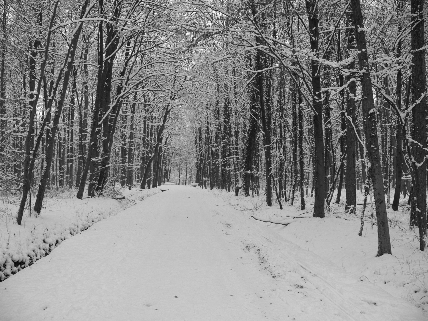 Winter im Wald