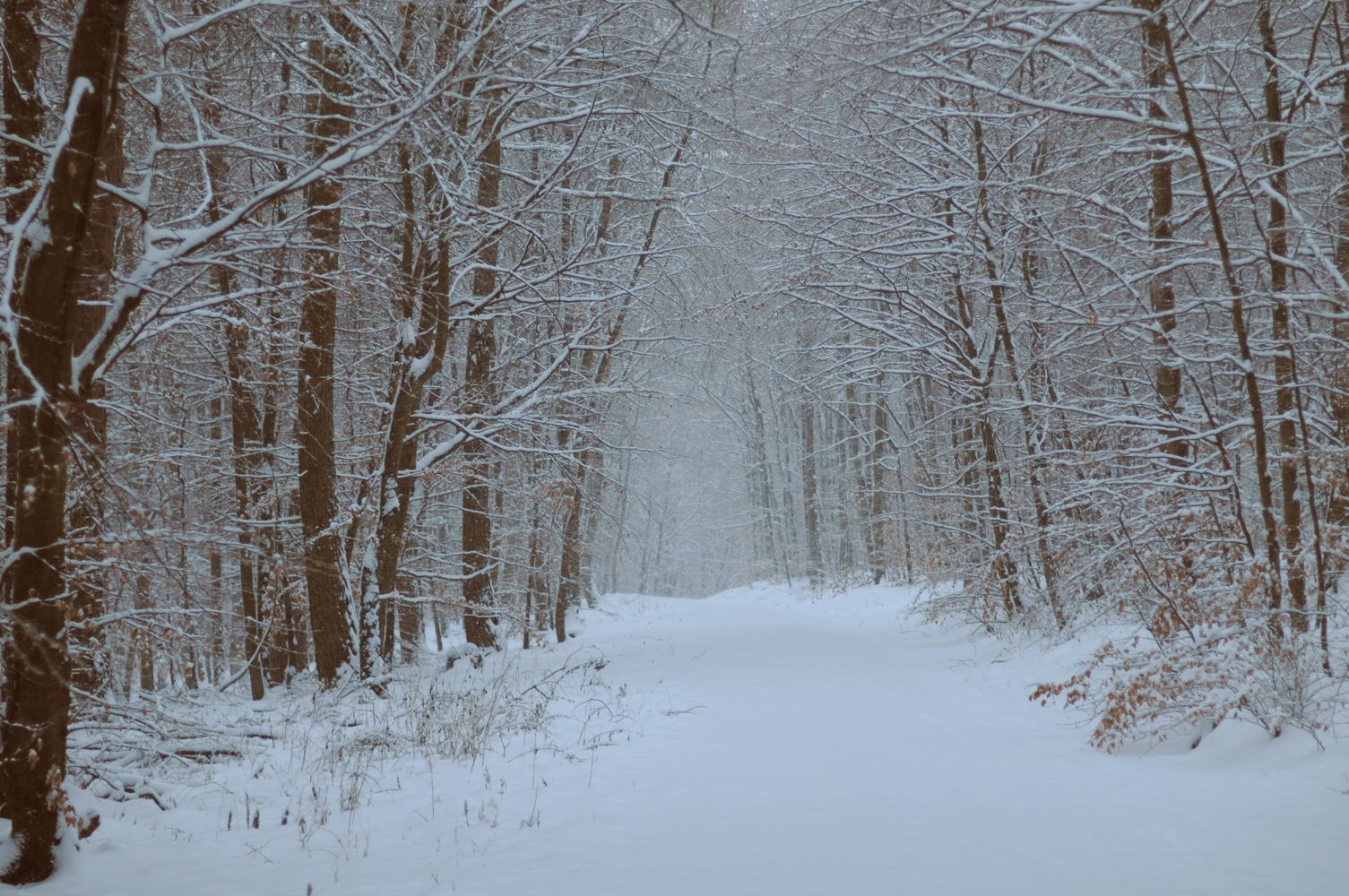 Winter im Wald