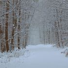 Winter im Wald