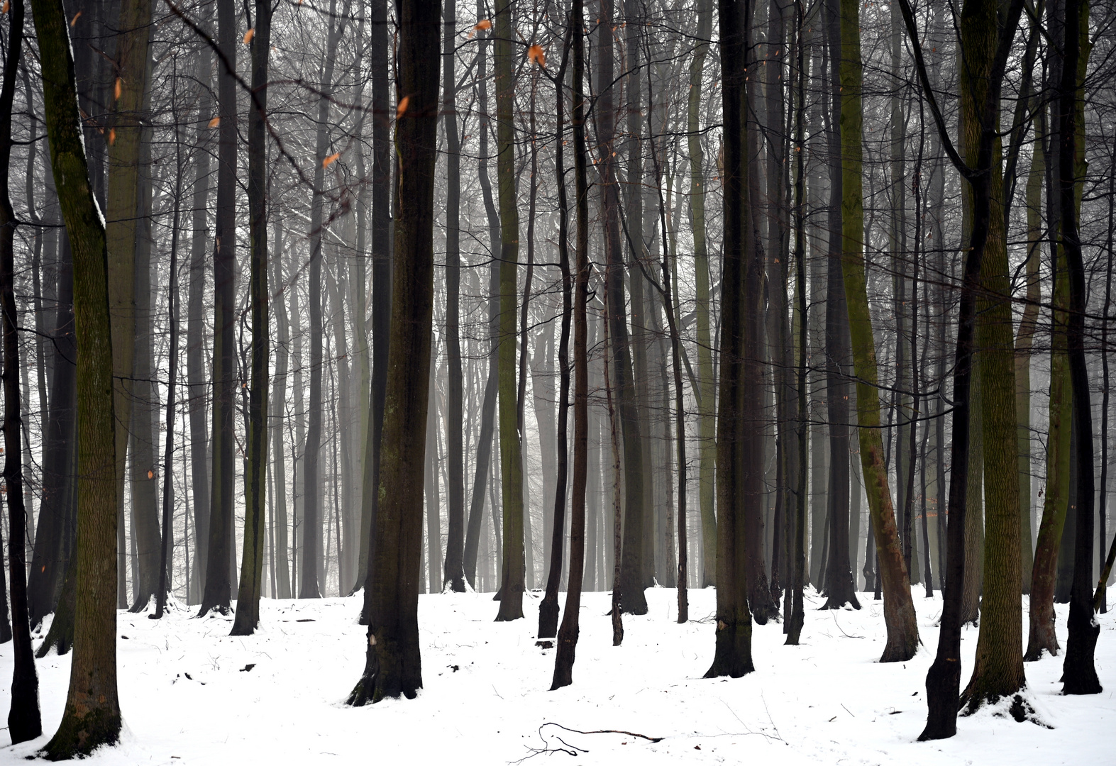 Winter im Wald