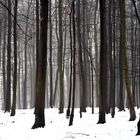 Winter im Wald