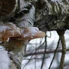 Winter im Wald