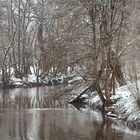 Winter im Wald