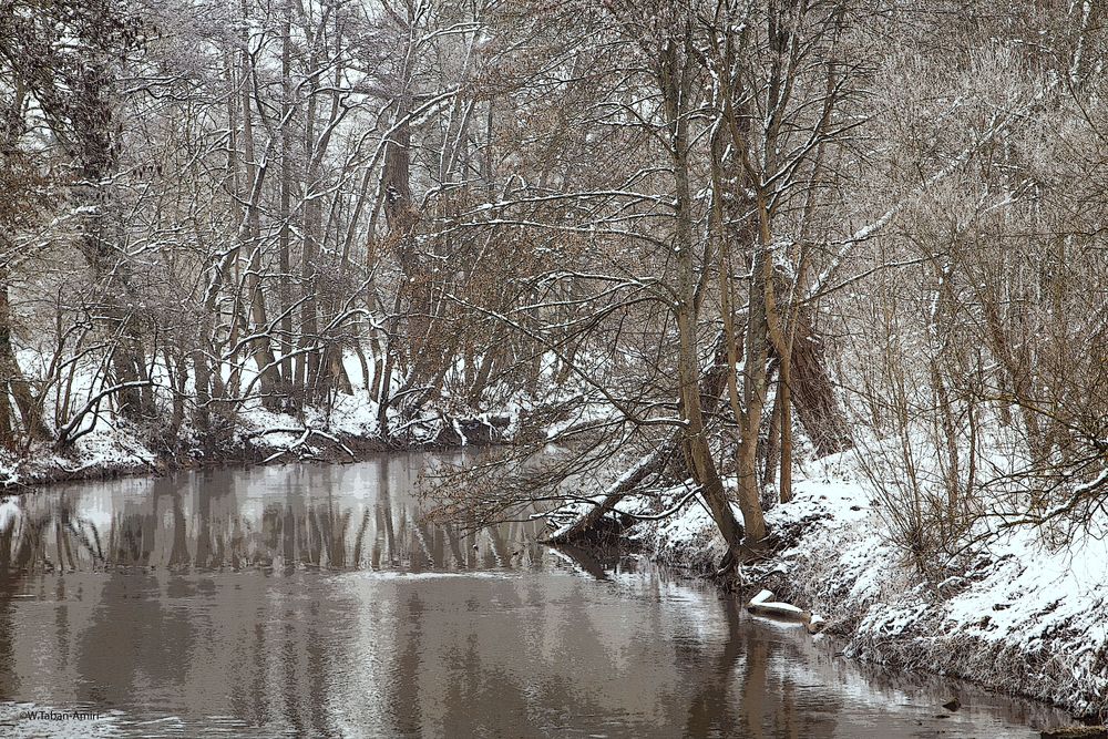 Winter im Wald