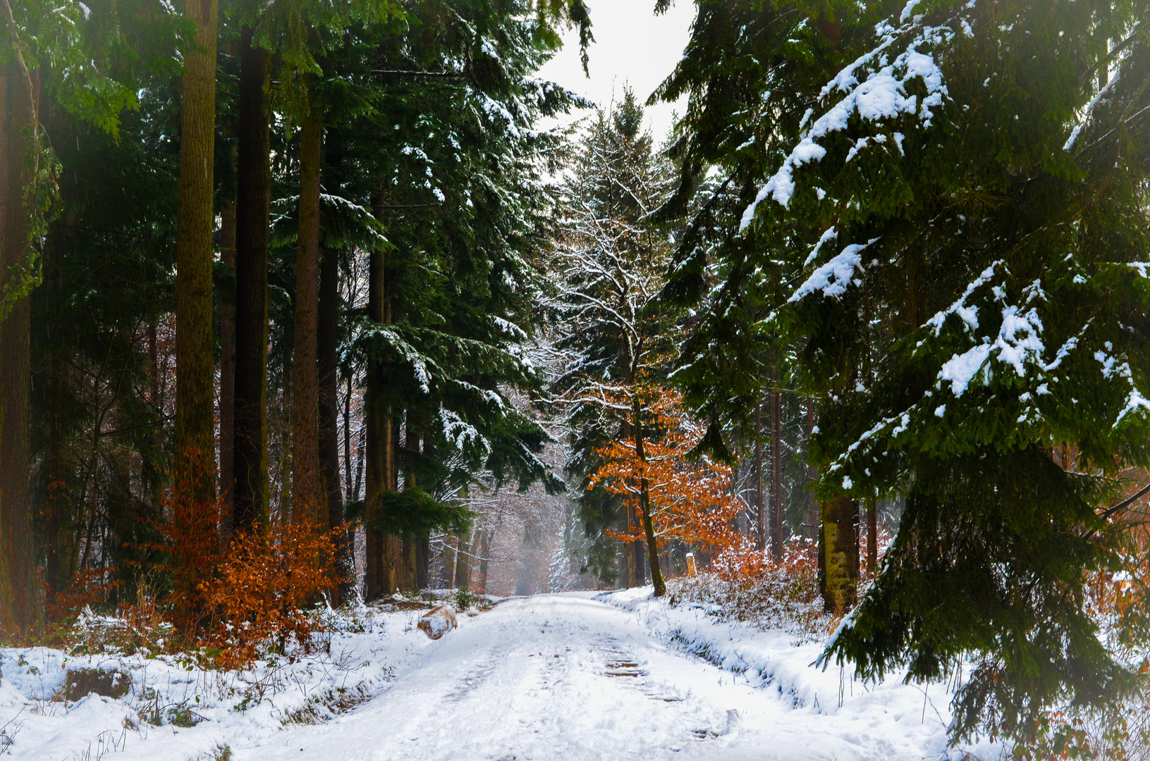 Winter im Wald