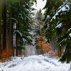 Winter im Wald