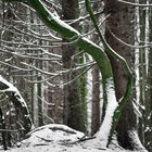 Winter im Wald