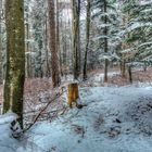 Winter im Wald