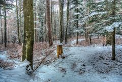 Winter im Wald