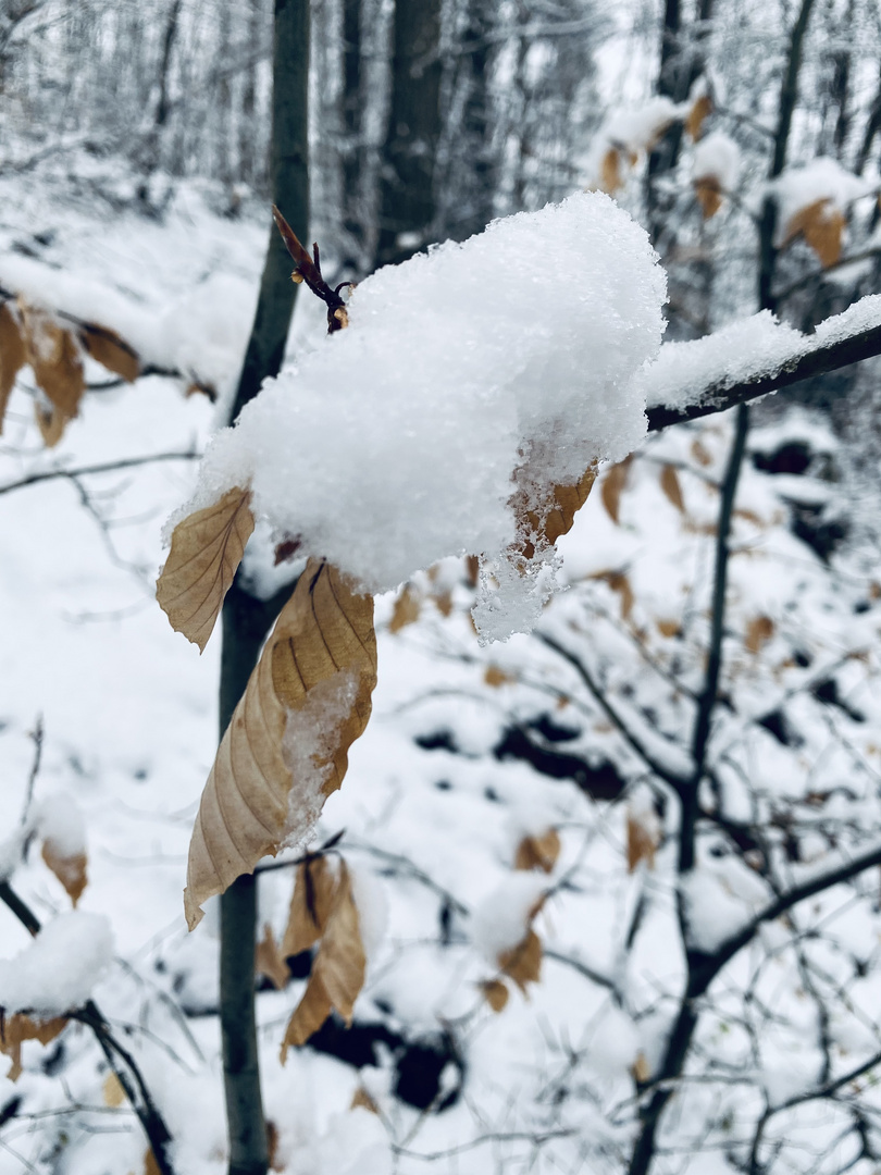 Winter im Wald