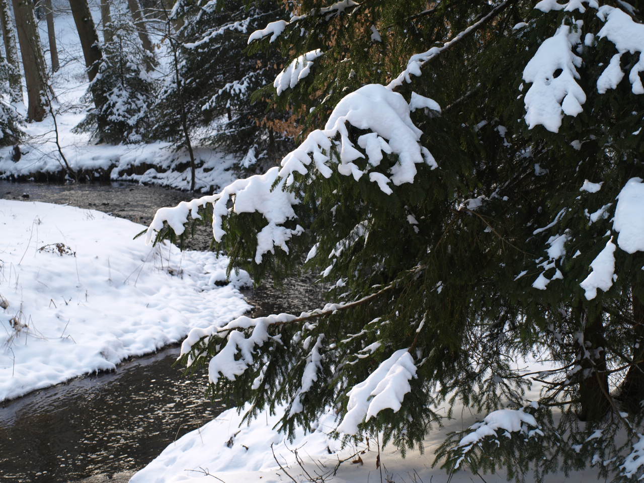 Winter im Wald