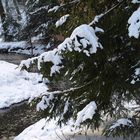 Winter im Wald