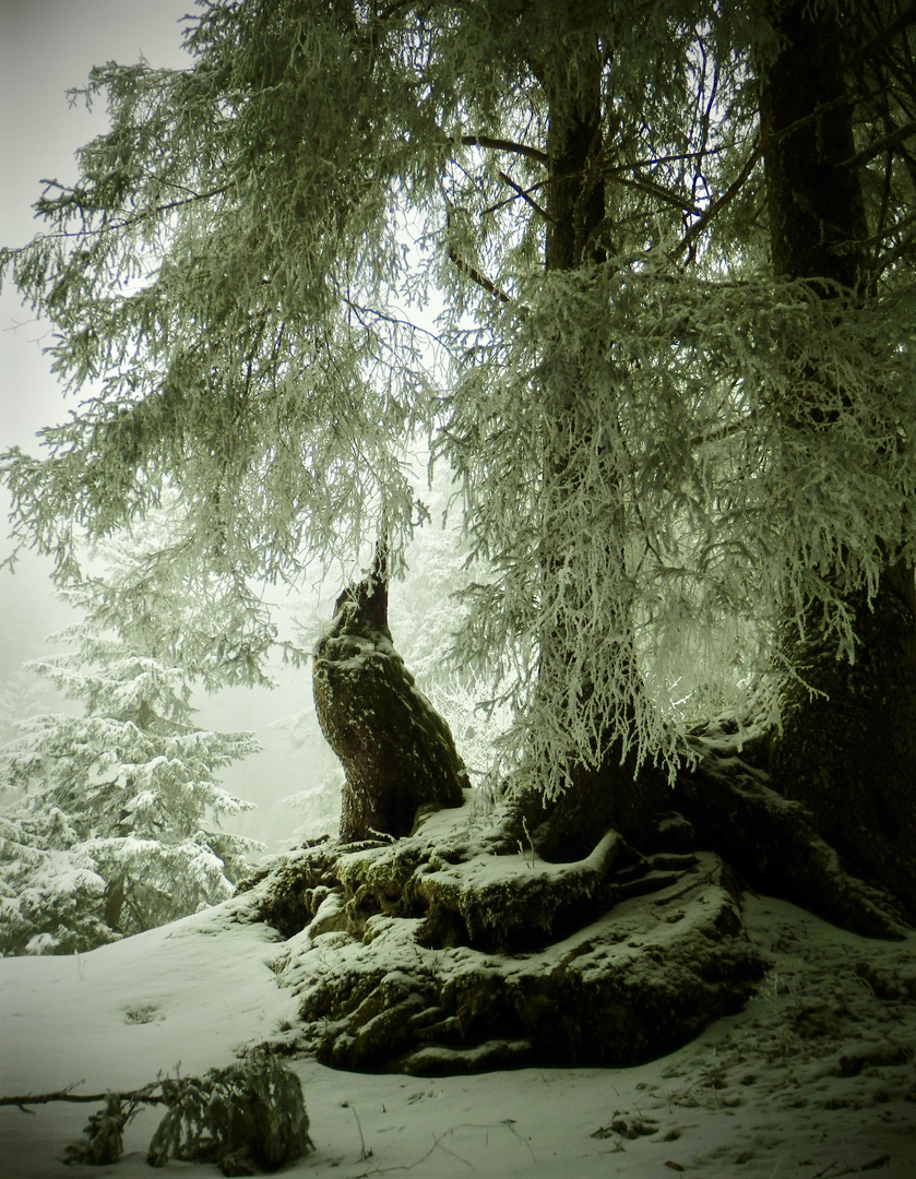 Winter im  Wald