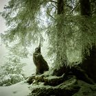 Winter im  Wald