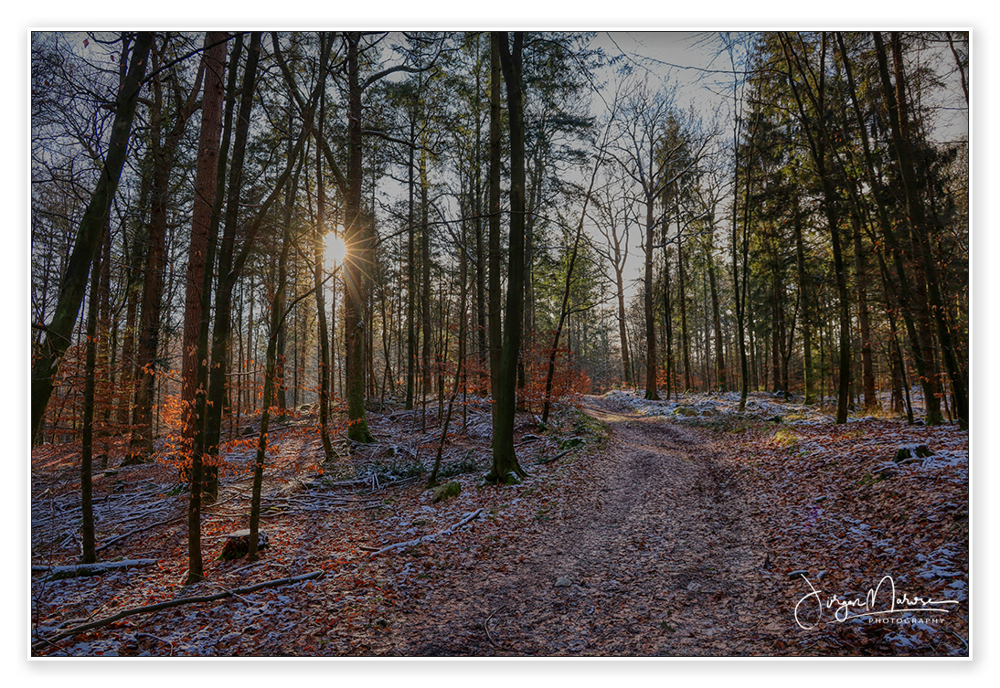 Winter im Wald