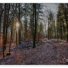 Winter im Wald