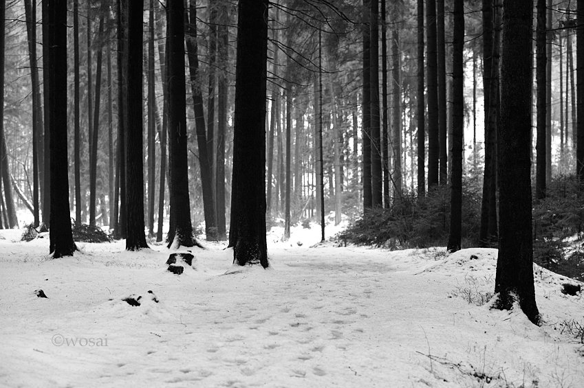 Winter im Wald