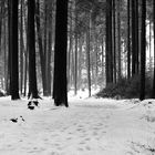 Winter im Wald