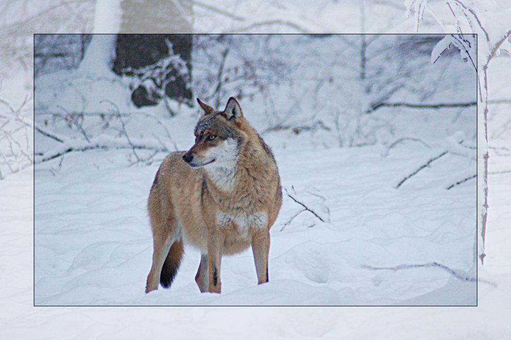 Winter im Wald