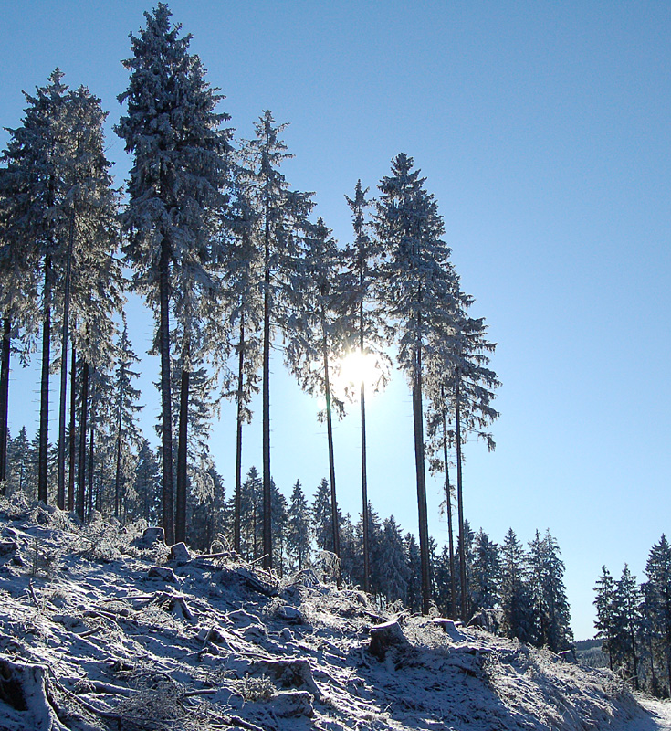 Winter im Wald