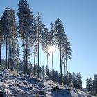 Winter im Wald