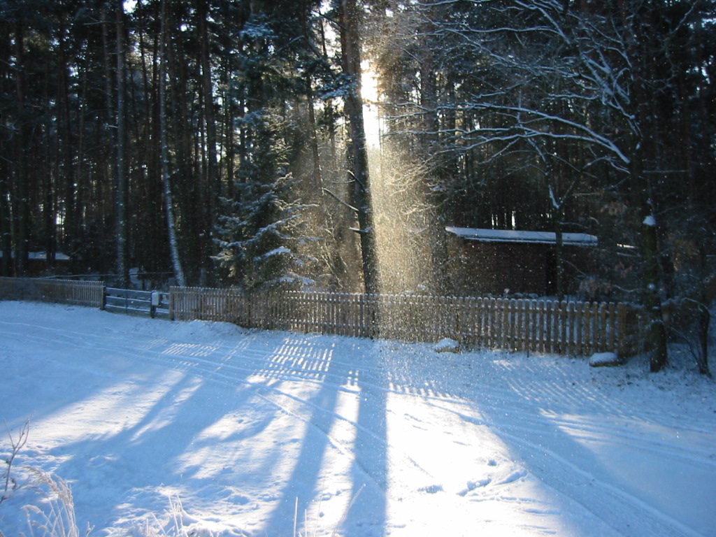 Winter im Wald