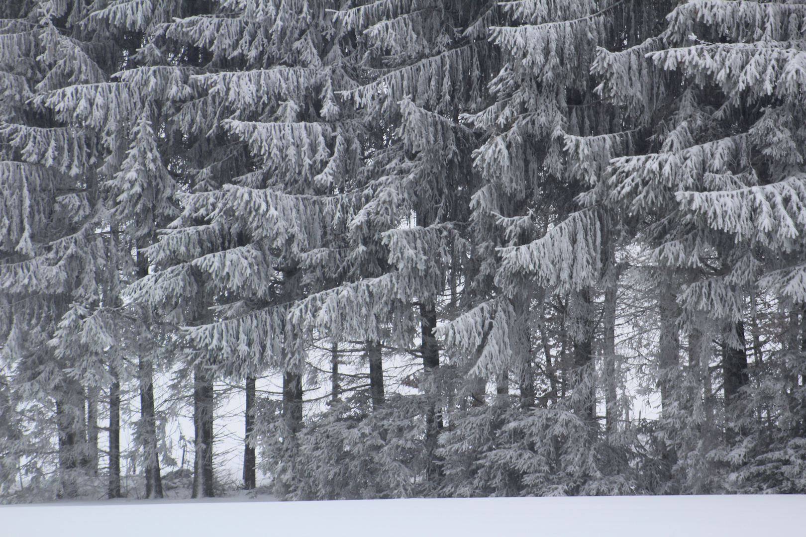 Winter im Wald