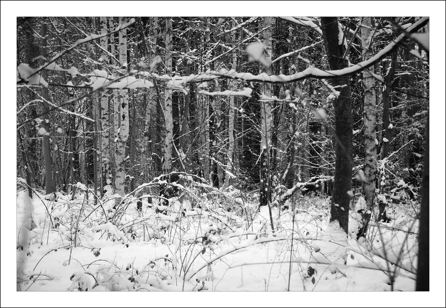 Winter im Wald