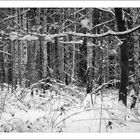 Winter im Wald