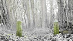 Winter im Wald