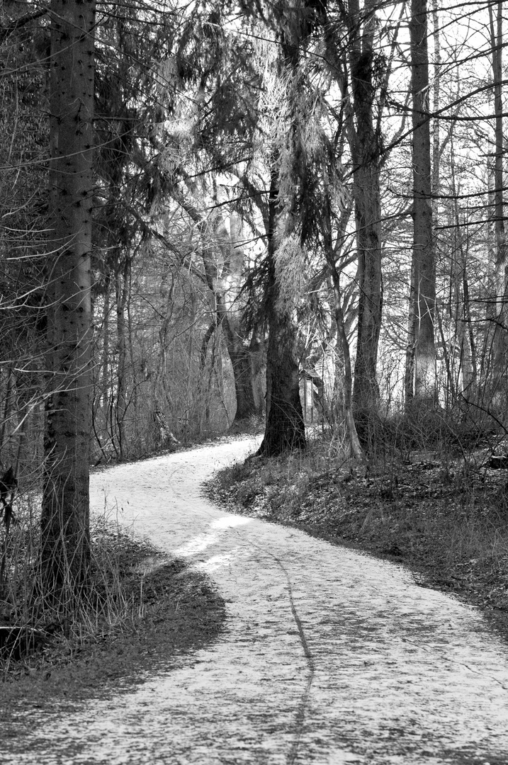 Winter im Wald