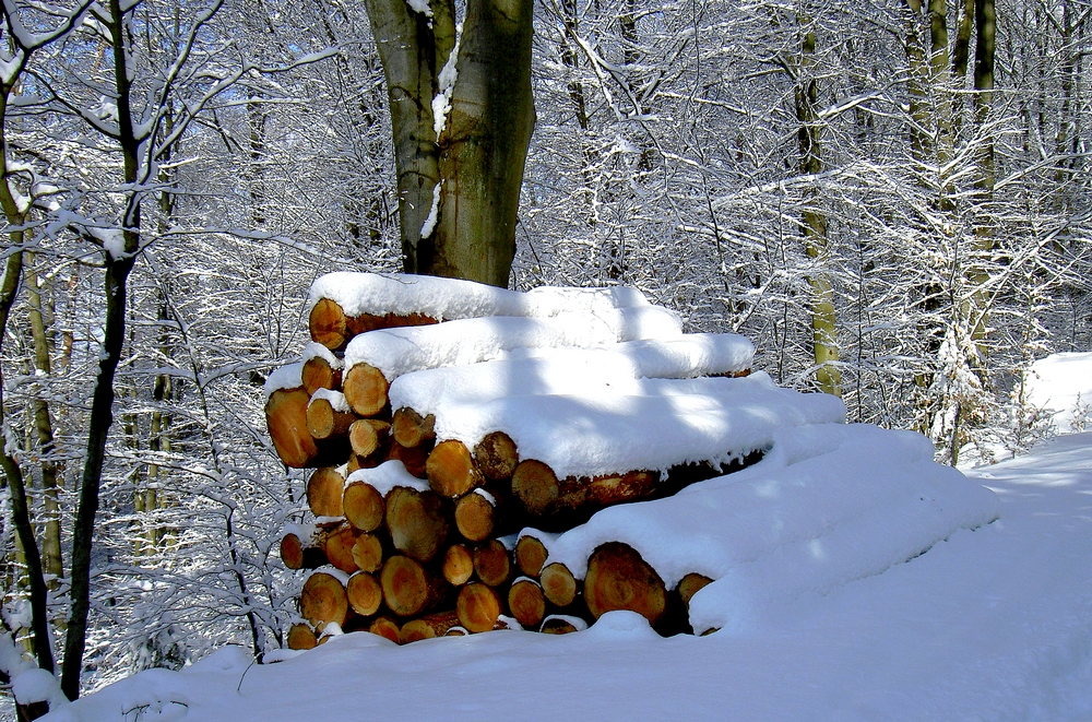 Winter im Wald