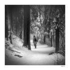 Winter im Wald