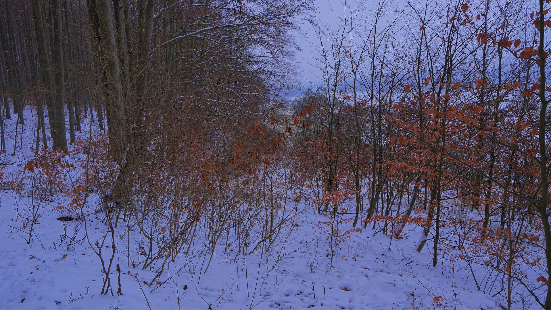 Winter im Wald (invierno en el bosque)