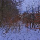 Winter im Wald (invierno en el bosque)