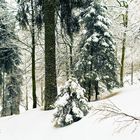 Winter im Wald - Schwarzwald