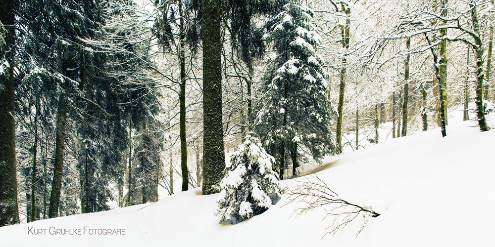 Winter im Wald - Schwarzwald