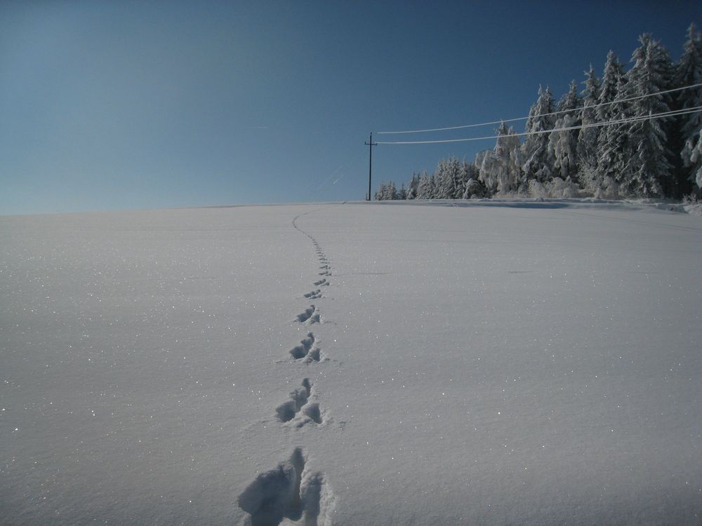 Winter im Waldviertel