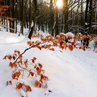 Winter im Warnowtal - Klein Raden