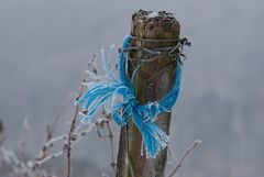 Winter im Weinberg