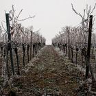 WINTER IM WEINBERG